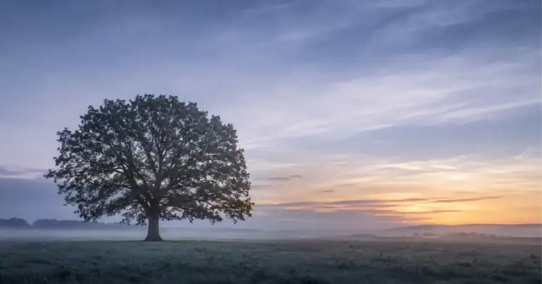 A lone oak tree at dawn in an open field, representing patience and long-term growth toward retirement.