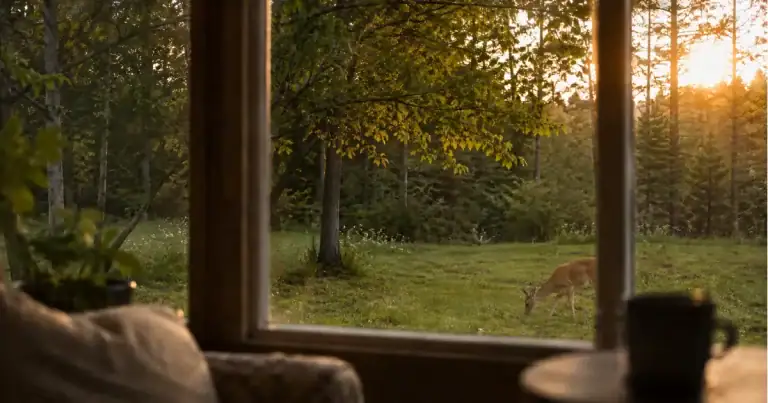 A deer grazing at the tree line in golden evening light, seen through a window from a chair inside a quiet home.