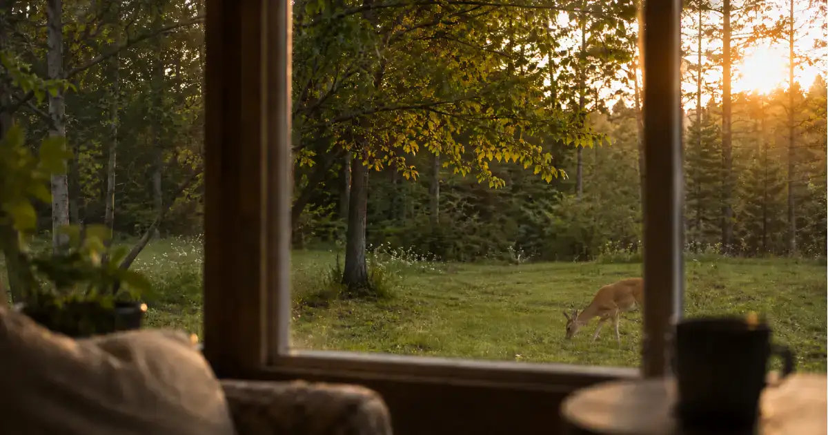 A deer grazing at the tree line in golden evening light, seen through a window from a chair inside a quiet home.
